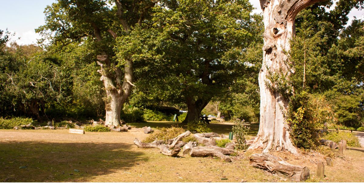 The New Forest Near Brockenhurst